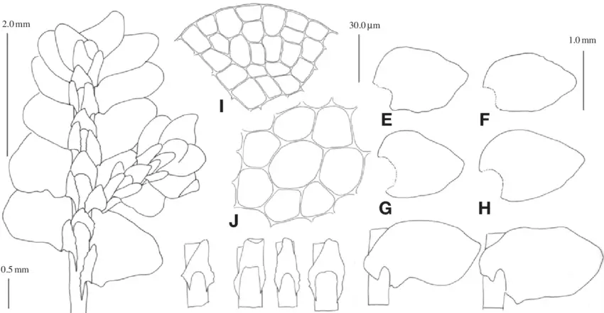 Porella-chinensis-Steph-S-Hatt-A-plant-ventral-B-underleaves-C-D-part-of.png