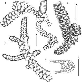 Radula-japonica-Gottsche-ex-Steph-1-plant-habit-with-perianth-dorsal-view-2-plant_Q320.jpg