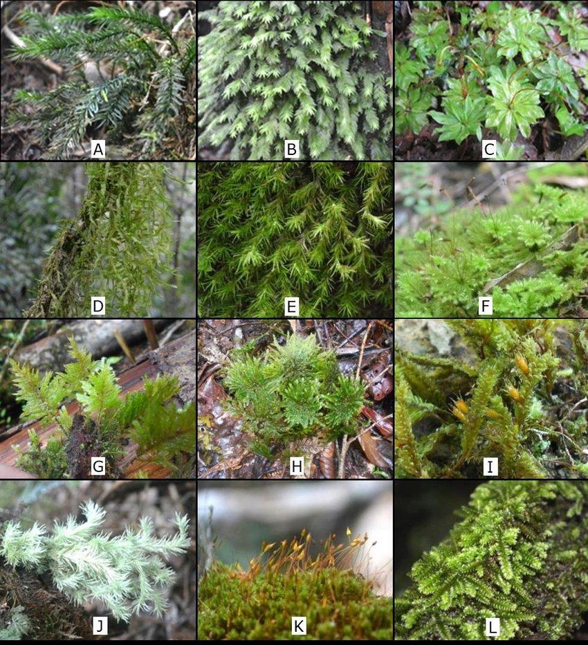 Some-mosses-in-Mt-Kalatungan-Range-Natural-Park-A-Pogonatum-macrophyllum-Dozy-Molk.png