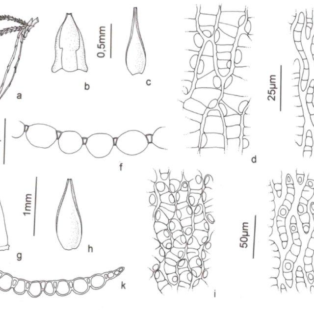 Sphagnum-aciphyllum-Muell-hal-A-Fascicle-B-Stem-leaves-C-Branch-leaves-D-Cells-of_Q640.jpg