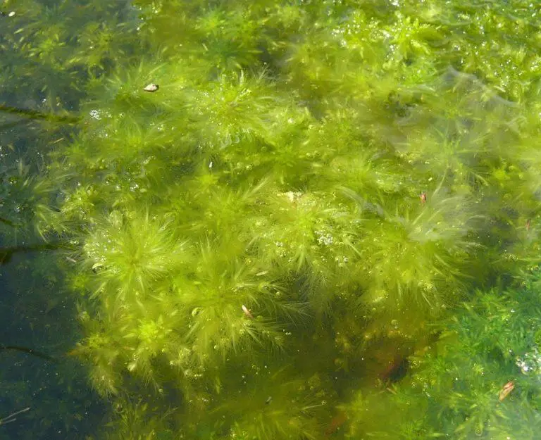Sphagnum-cuspidatum-growing-underwater-photo-by-Wikipedia-user-BerndH-768x625.jpg