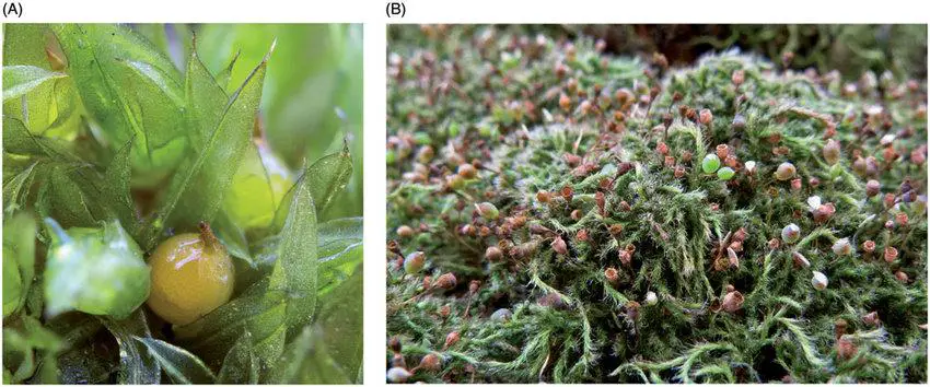 Sporophytes-A-A-cleistocarpous-moss-Tortula-acaulon-Pottiales-Sweden-S.jpg