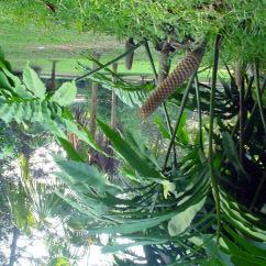 Stangeria-eriopus-growing-in-the-Durban-Botanic-Gardens_Q320.jpg