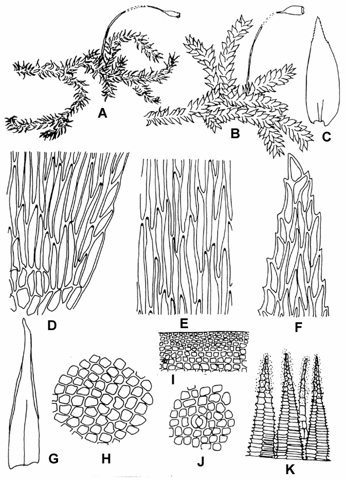 Symphyodon-orientalis-Mitt-Broth-A-dry-plant-667-B-wet-plant-667-C-leaf.png