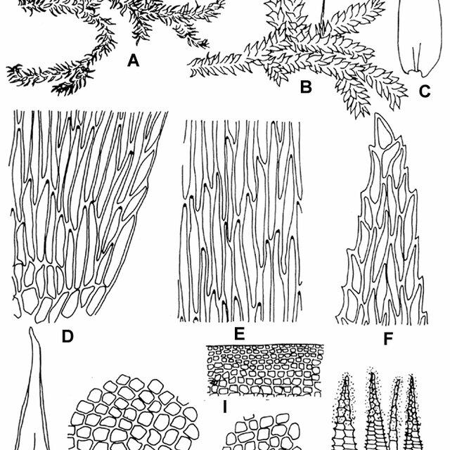 Symphyodon-orientalis-Mitt-Broth-A-dry-plant-667-B-wet-plant-667-C-leaf_Q640.jpg