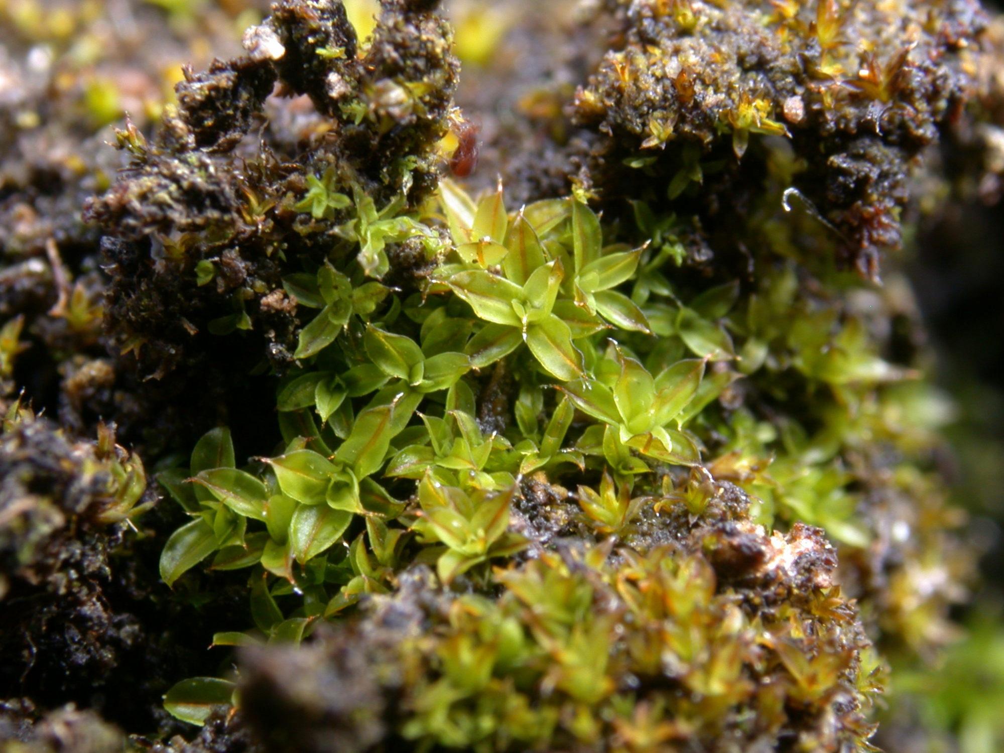 Syntrichia-virescens-2.jpg