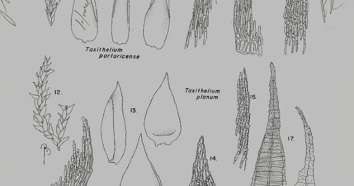 Taxithelium%2BPORTORICENSE-TAXITHELIUM%2BPLANUM.jpg