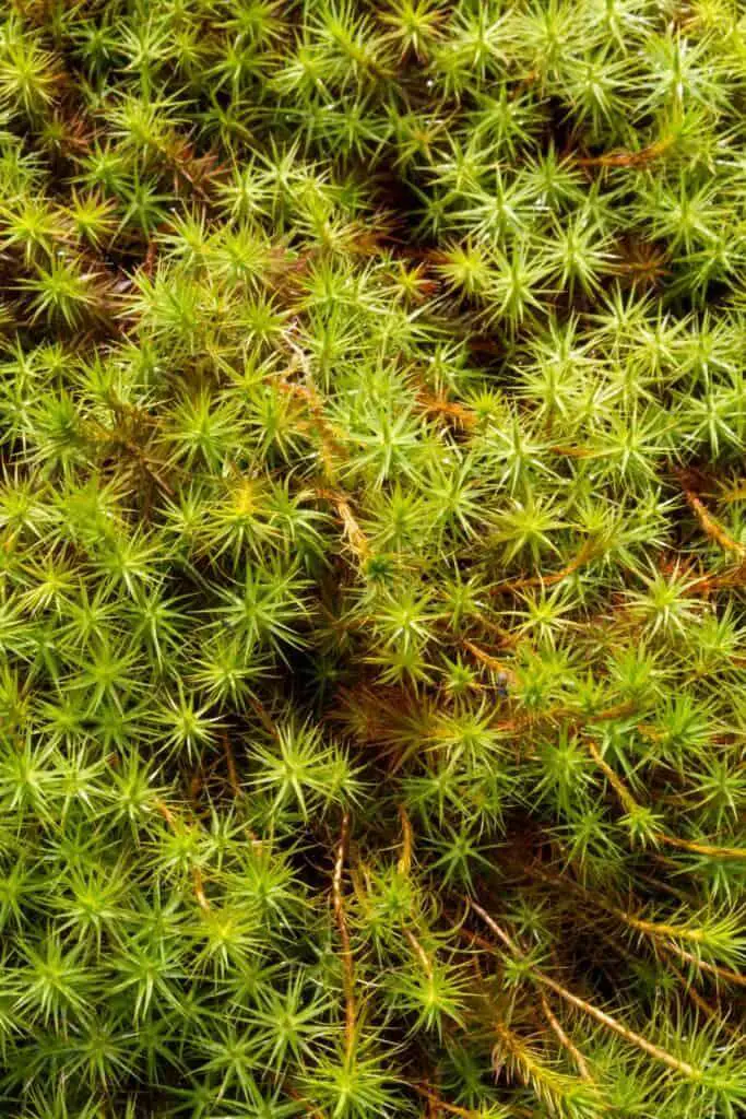 Tortula-ruralis-Star-Moss-clusters-683x1024.jpg