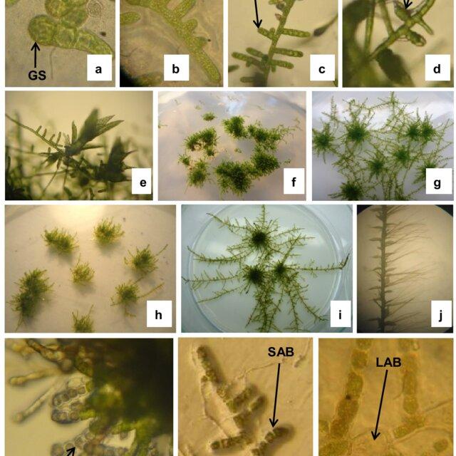 a-m-In-vitro-growth-of-Entodon-macropodus-Hedw-Muell-Hal-a-Germinated-spores-b-c_Q640.jpg