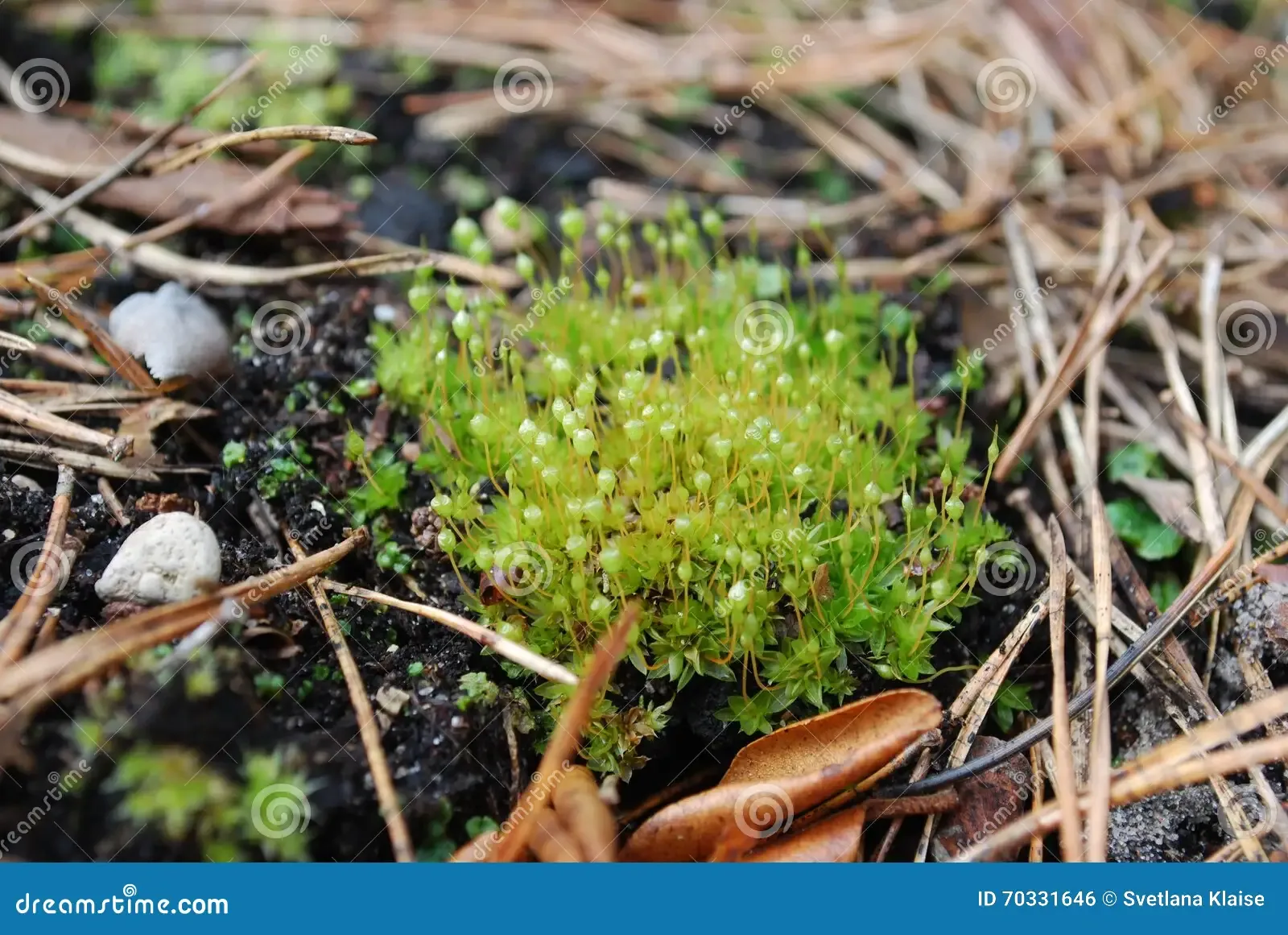 bartramia-pomiformis-common-apple-moss-species-bartramiaceae-family-typically-green-glaucous-70331646.jpg
