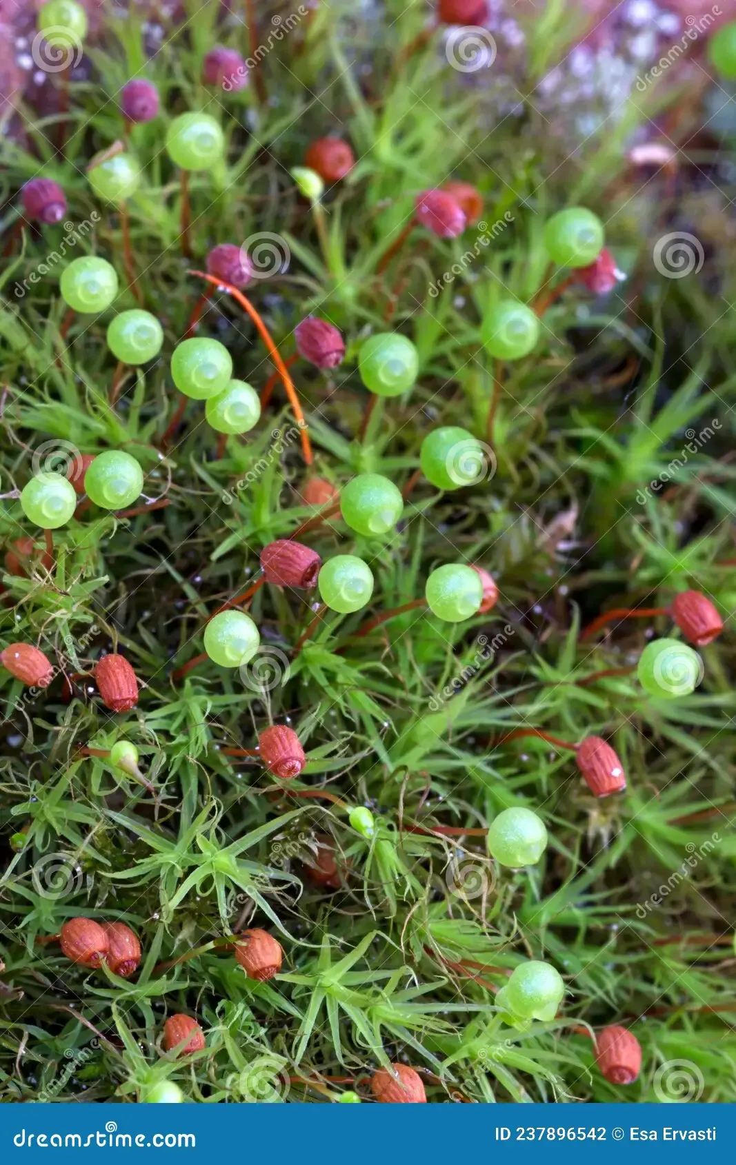 bartramia-pomiformis-spherical-asymmetrical-capsules-mm-long-green-become-brownish-ridged-furrowed-age-grows-237896542.jpg