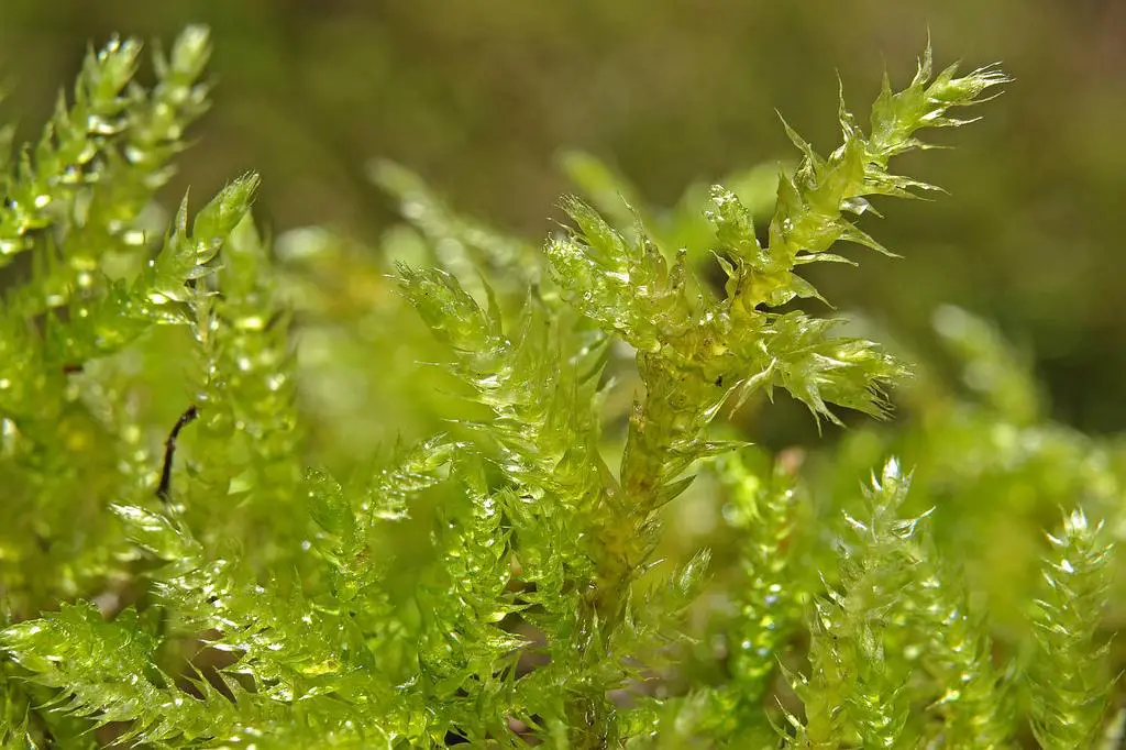 brachythecium_campestre.jpg