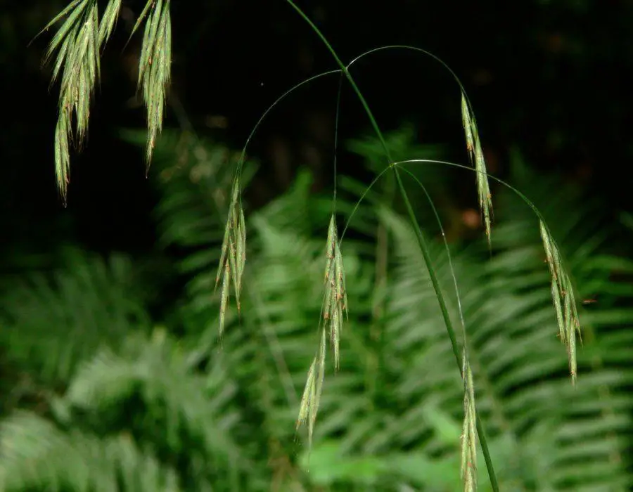 bromus-ramosus-900x700.jpg