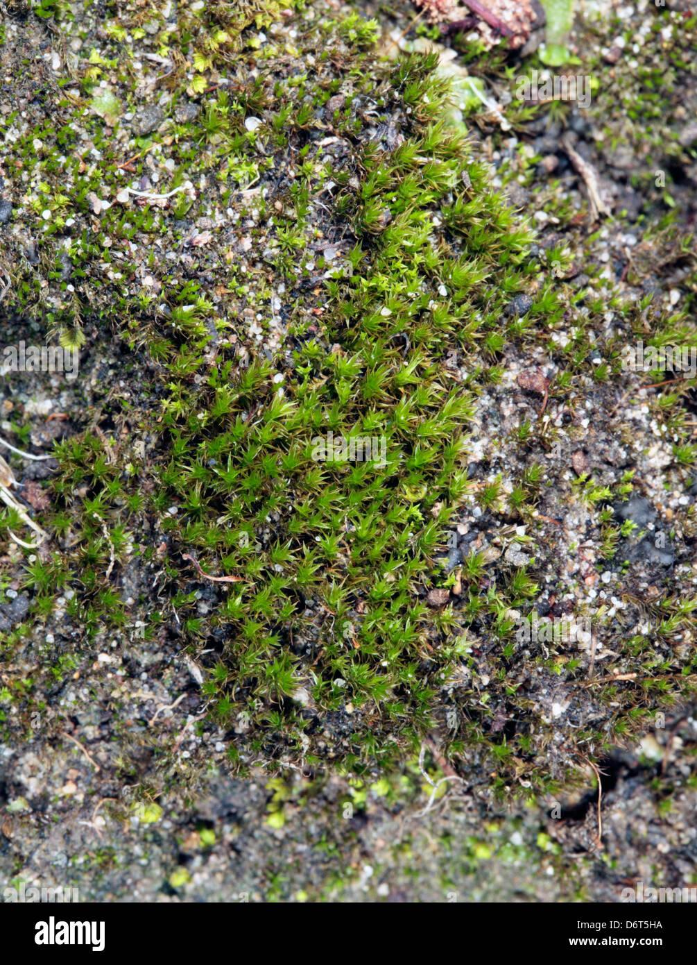 close-up-of-moss-of-the-genus-tortula-family-pottiaceae-D6T5HA.jpg