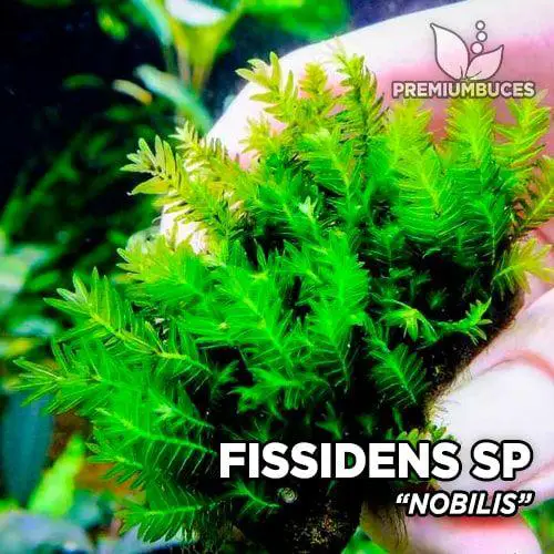 fissidens-nobilis.jpg