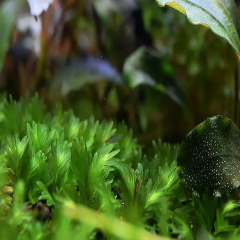 Fissidens microcarpus Mitt.: Unraveling the Enigmatic Charm of a Tiny ...