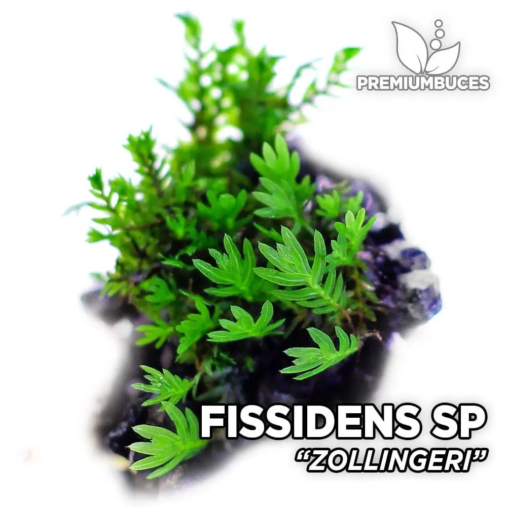 fissidens-zollingeri-1.jpg