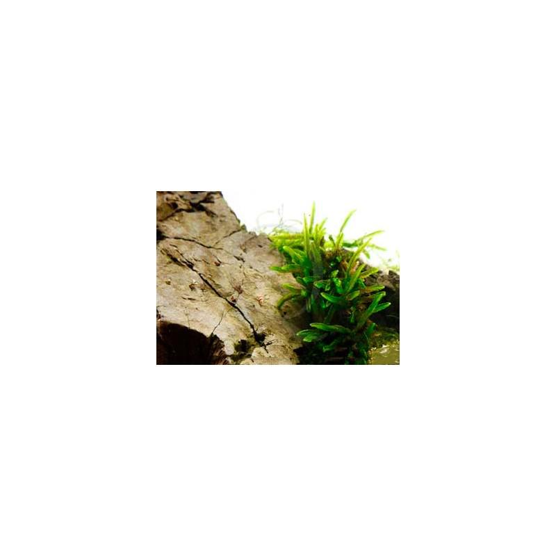 fontinalis-antipyretica-var-gigantea.jpg