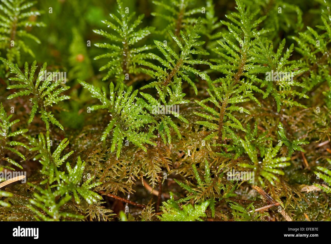 glittering-wood-moss-stair-step-moss-fern-moss-feather-moss-etagenmoos-EFEB7E.jpg