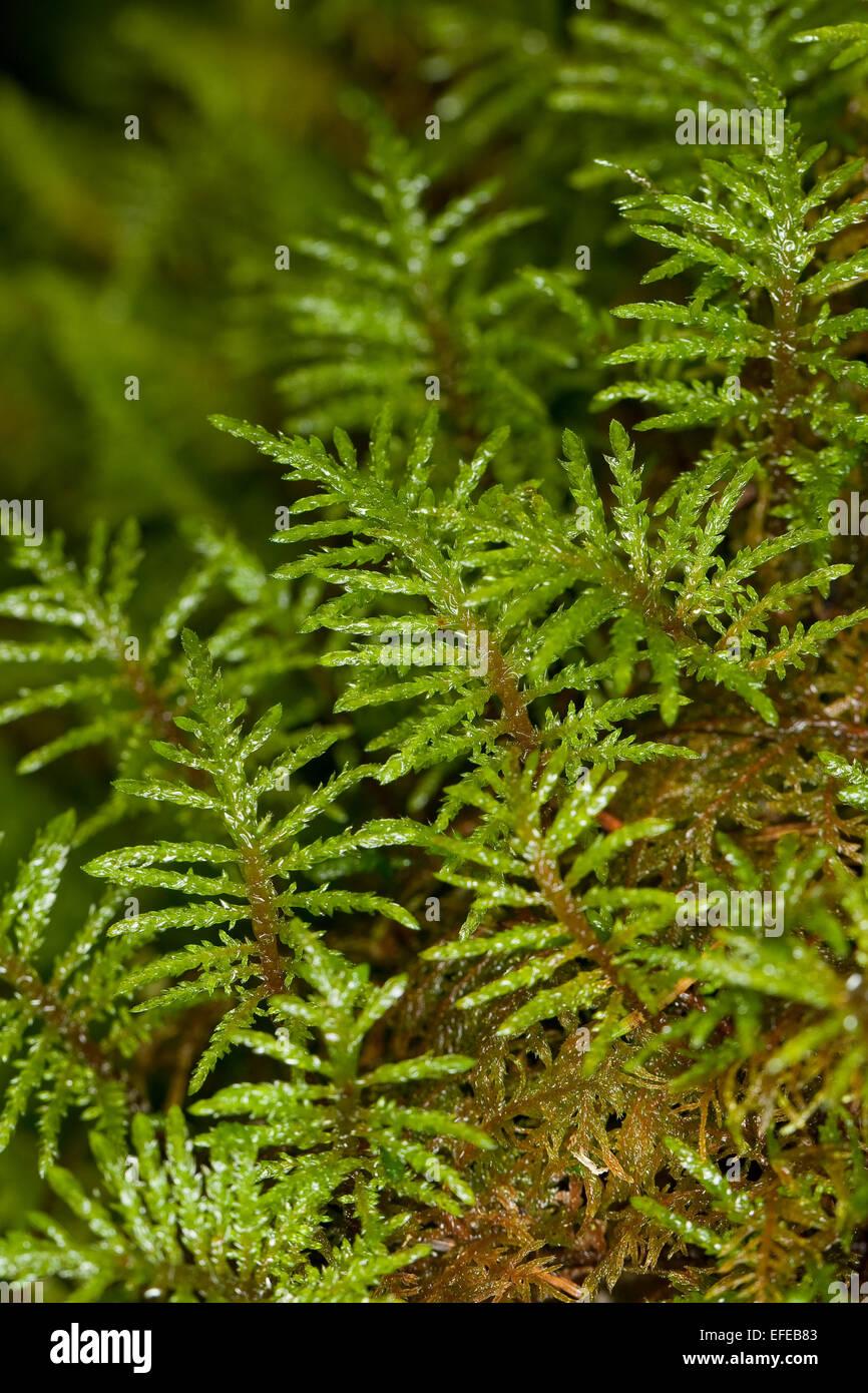 glittering-wood-moss-stair-step-moss-fern-moss-feather-moss-etagenmoos-EFEB83.jpg