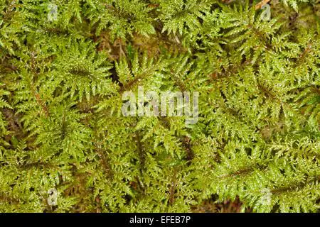 glittering-wood-moss-stair-step-moss-fern-moss-feather-moss-etagenmoos-efeb7p.jpg