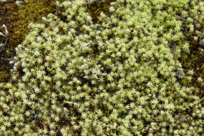 hoary-rock-moss-racomitrium-woolly-fringemoss-racomitrium-moss-growing-stone-111182453.jpg