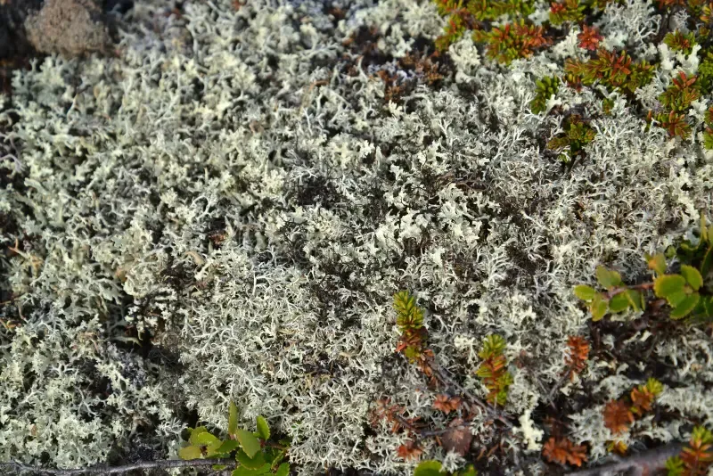 kladoniya-cervine-cervine-moss-reindeer-lichen-cladonia-rangiferina-l-weber-ex-f-h-wigg-grows-tundra-73280840.jpg