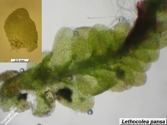 lethocolea-pansa.JPG