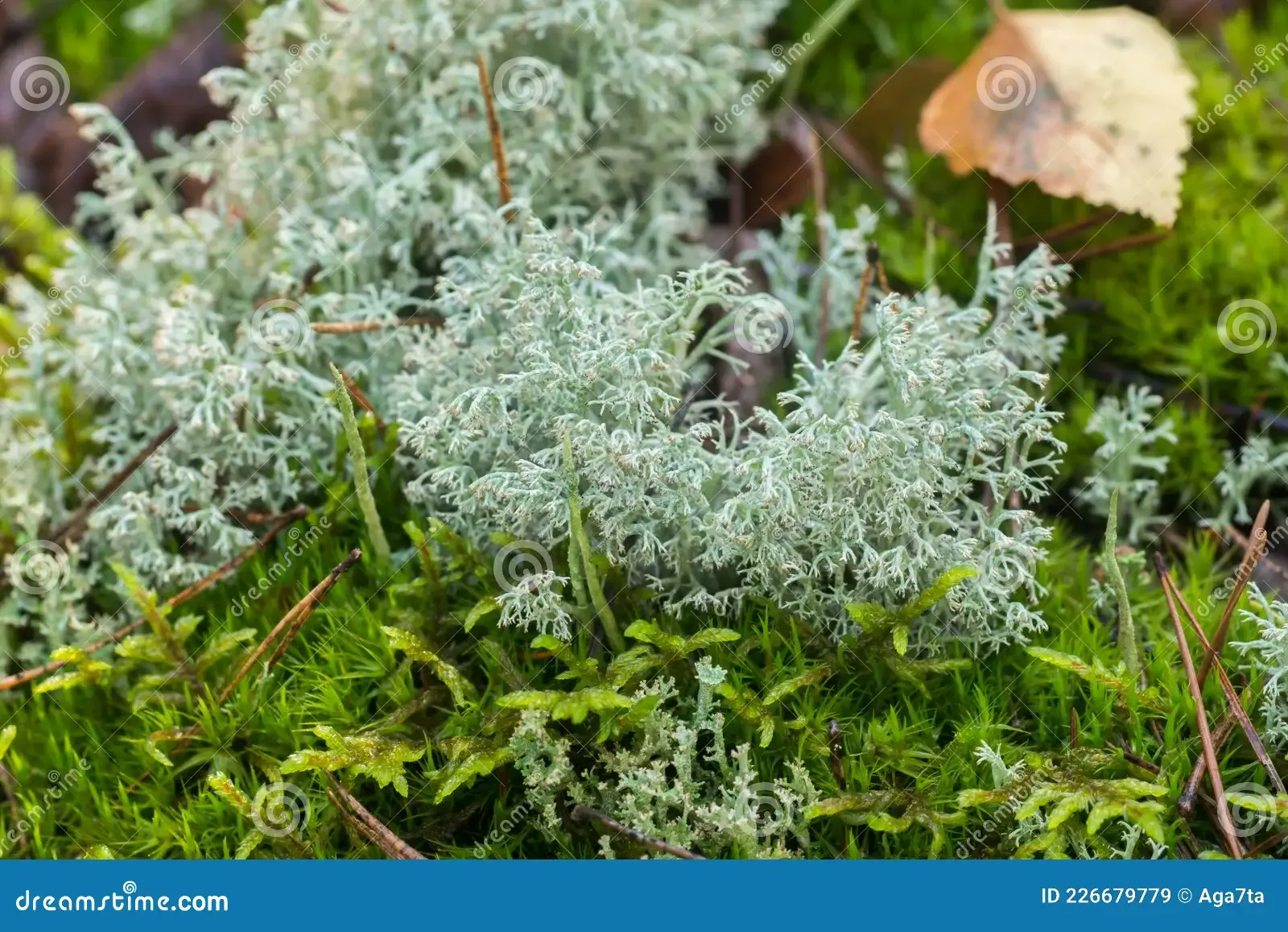 moss-et-cladonia-arbuscula-shrubby-cup-lichen-closeuse-226679779.jpg