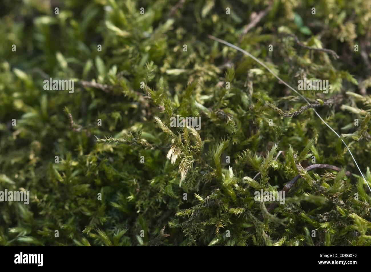 moss-hypnum-cupressiforme-close-up-shot-local-focus-2D8G070.jpg