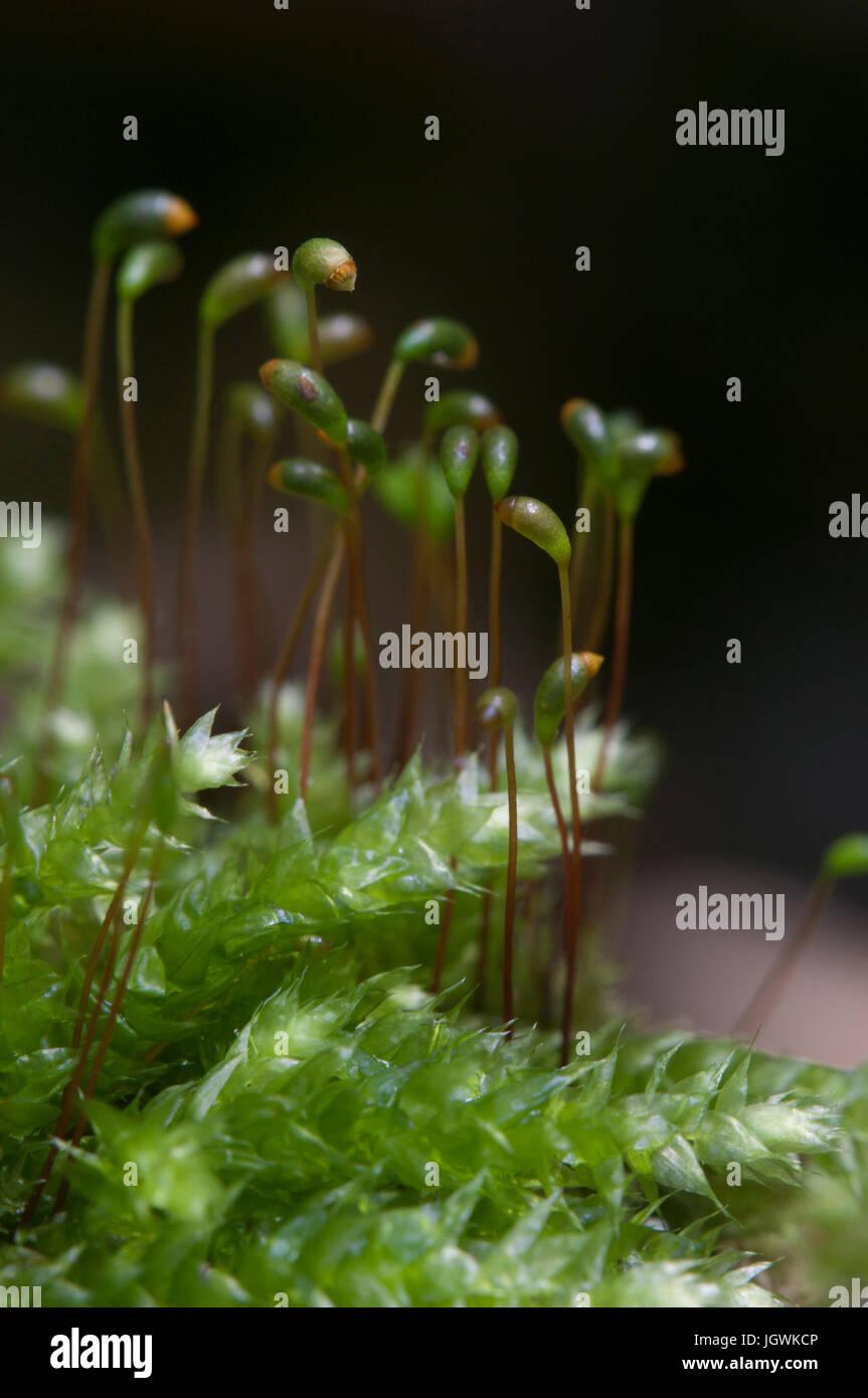 moss-hypnum-cupressiforme-close-up-shot-local-focus-JGWKCP.jpg