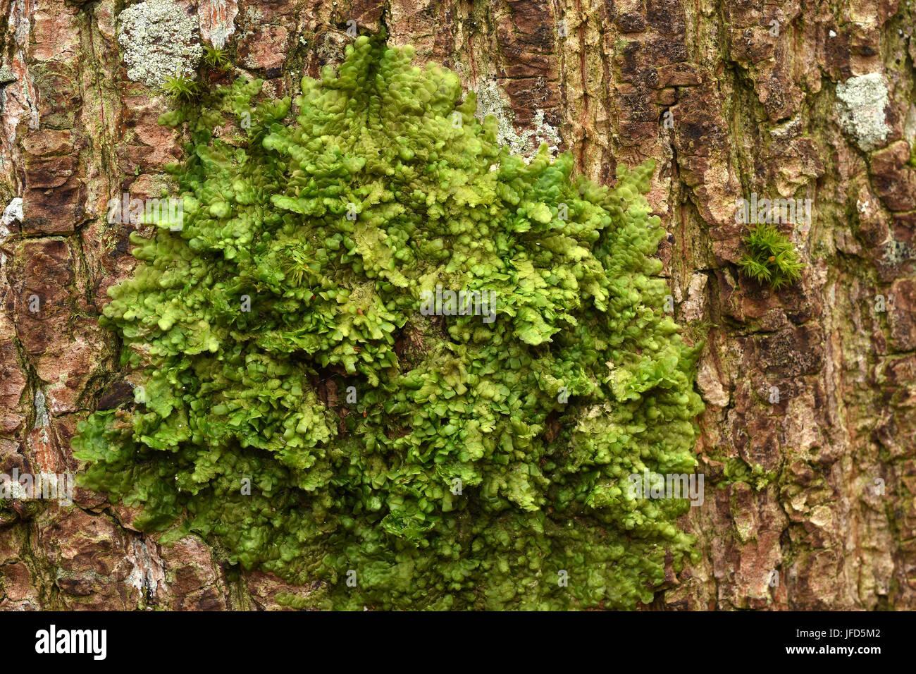 moss-lejeunea-cavifolia-tree-moss-tree-JFD5M2.jpg