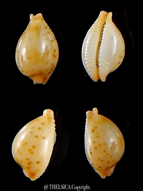 pustularia_mauiensis_mauiensis_11_1_mm_gem_.jpg