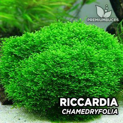 riccardia-chamedryfolia-400x400.jpg