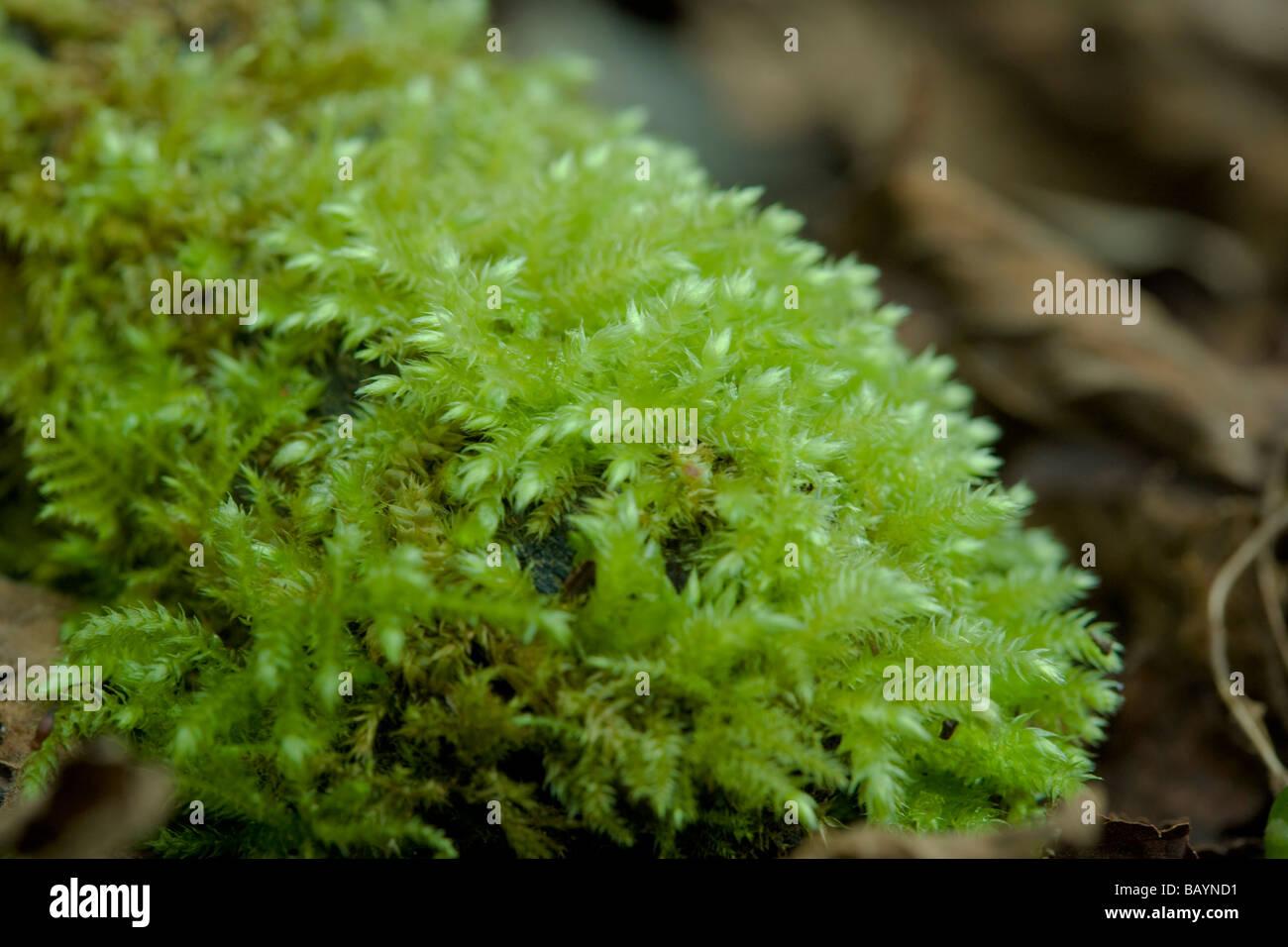 rough-stalked-feather-moss-brachythecium-rutabulum-growing-on-wood-BAYND1.jpg