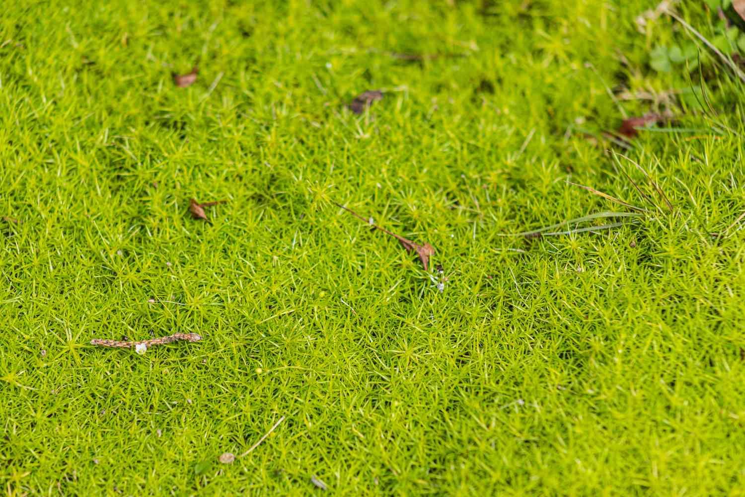 scotch-moss-plant-profile-5070467-05-e77b75a8a278439eb82ddbda58f95754.jpg