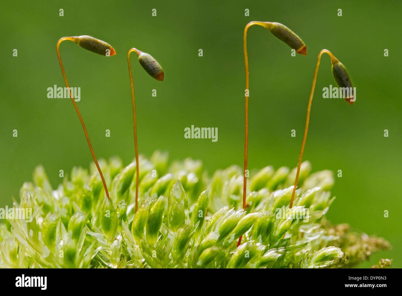 swans-neck-thyme-moss-horn-calcareous-moss-mnium-hornum-close-up-of-DYP0N3.jpg
