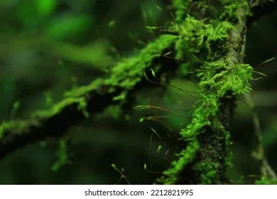 taxithelium-mountain-forest-moss-background-260nw-2212821995.jpg