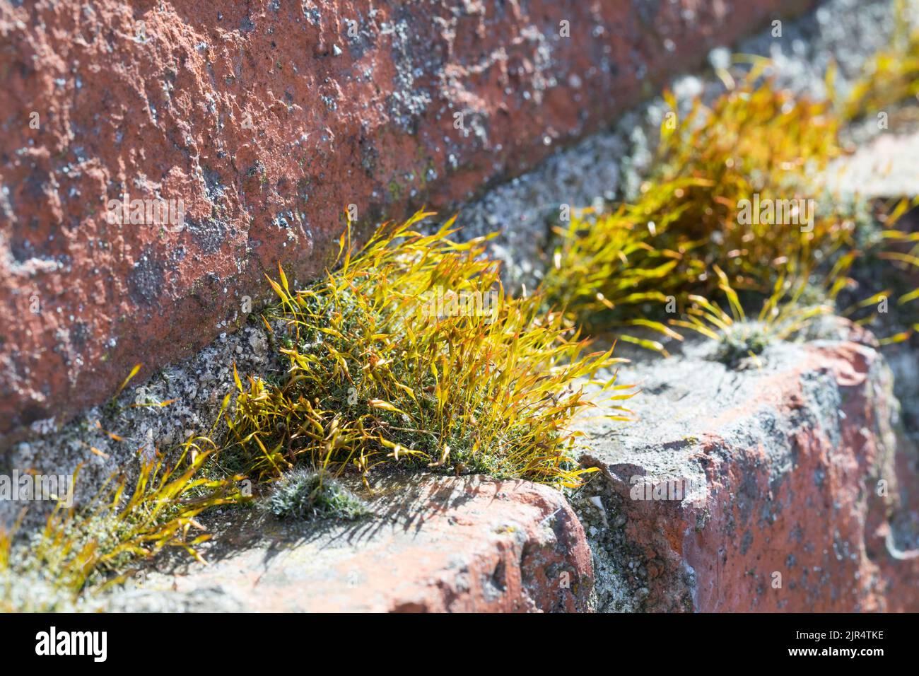 tortula-moss-wall-screw-moss-tortula-muralis-grows-in-the-gaps-of-a-wall-germany-2JR4TKE.jpg