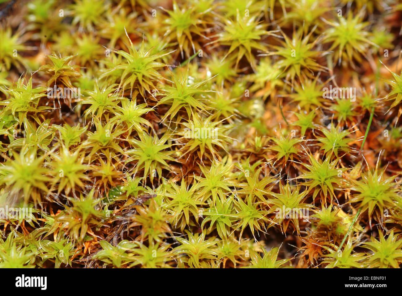 twisted-moss-tortula-ruraliformis-germany-EBNF01.jpg