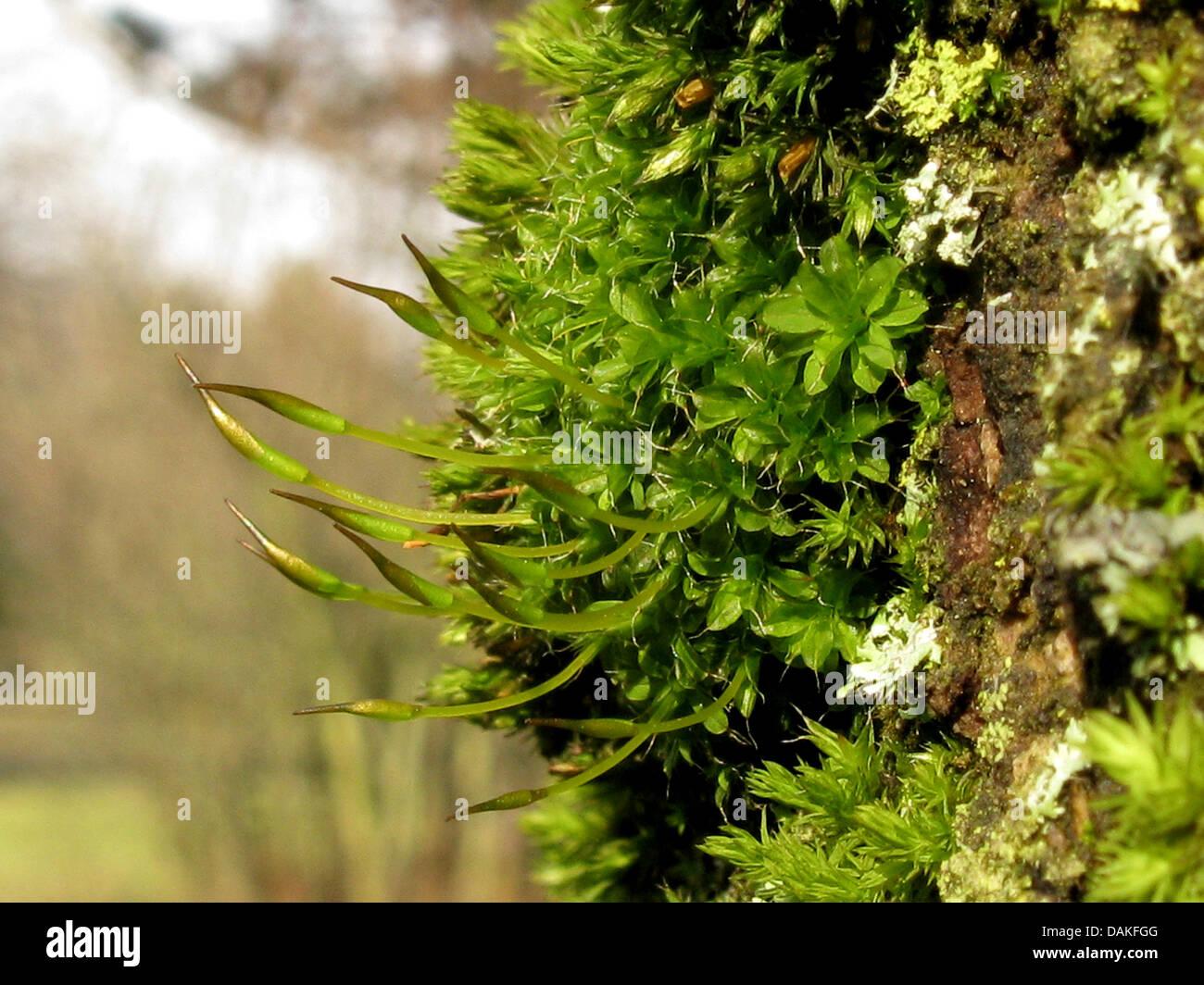 twisted-oak-moss-tortula-laevipila-syntrichia-laevipila-on-bark-with-DAKFGG.jpg