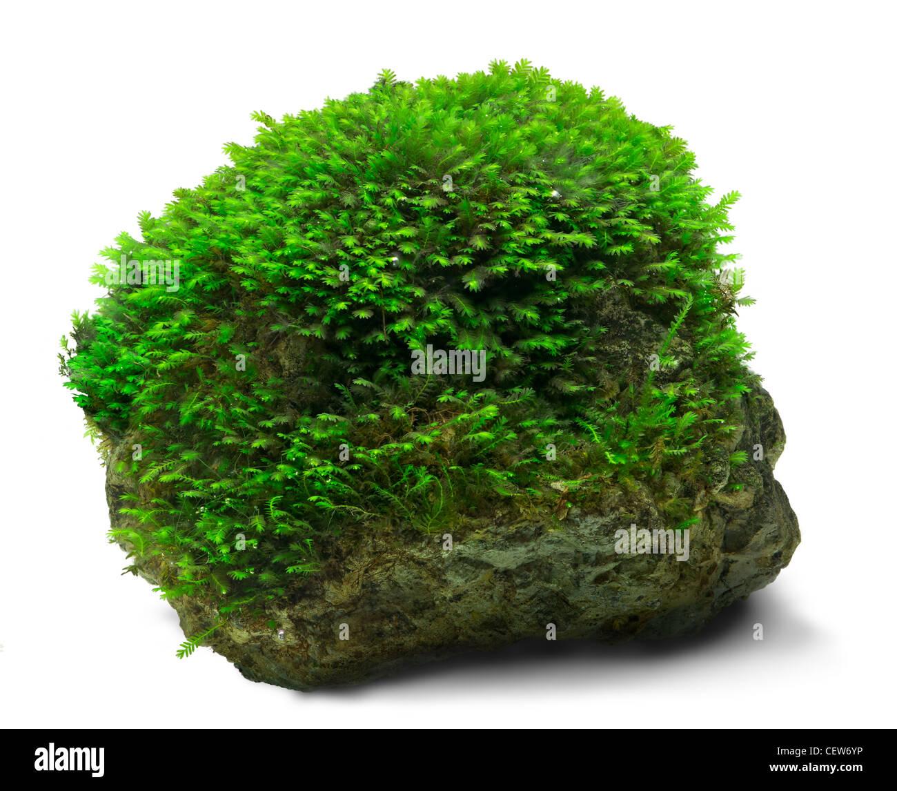 underwater-fissidens-moss-cover-a-rock-CEW6YP.jpg