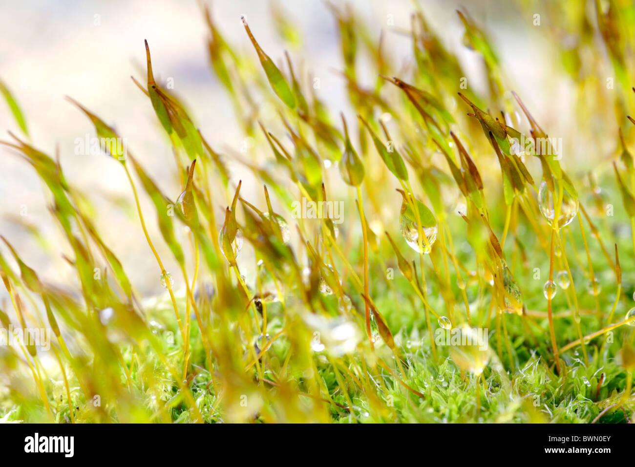 wall-screw-moss-tortula-muralis-spores-close-up-BWN0EY.jpg