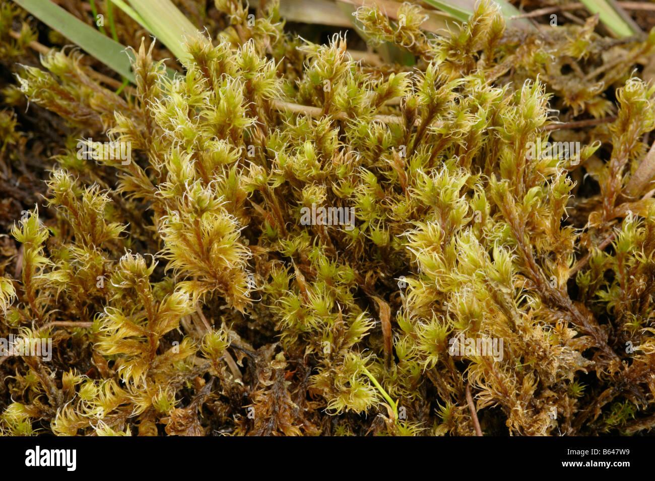 woolly-fringe-moss-racomitrium-lanuginosum-in-a-bog-uk-B647W9.jpg